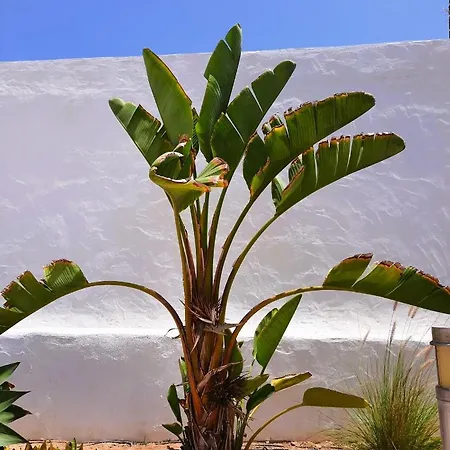 Casa Vivi Fuerteventura Apartment